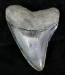 Serrated Megalodon Tooth - Venice, Florida #21230-1